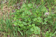 Ranunculus repens
