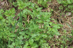 Ranunculus repens