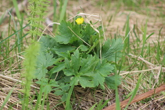 Ranunculus propinquus subborealis
