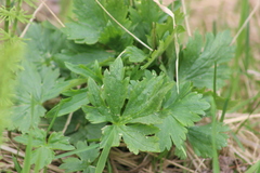 Ranunculus propinquus subborealis