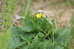 Ranunculus propinquus subborealis