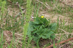 Ranunculus propinquus subborealis