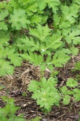 Heracleum sphondylium sibiricum