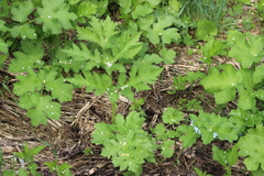 Heracleum sphondylium sibiricum