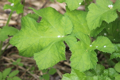 Heracleum sphondylium sibiricum