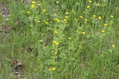 Ranunculus propinquus subborealis