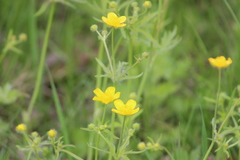 Ranunculus propinquus subborealis