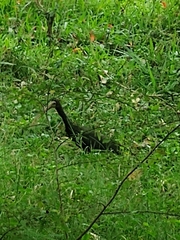 Phimosus infuscatus