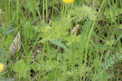 Ranunculus propinquus subborealis