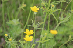 Ranunculus propinquus subborealis