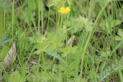 Ranunculus propinquus subborealis