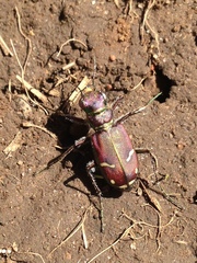 Cicindela purpurea