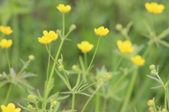 Ranunculus propinquus subborealis