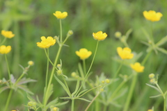 Ranunculus propinquus subborealis