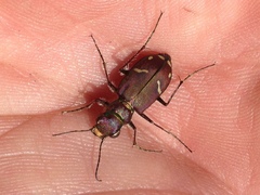 Cicindela purpurea