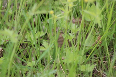 Ranunculus propinquus subborealis