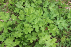 Heracleum sphondylium sibiricum