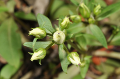 Gentianella tenuifolia