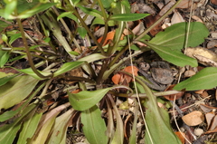Gentianella tenuifolia