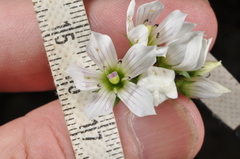 Gentianella tenuifolia