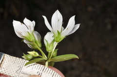 Gentianella tenuifolia