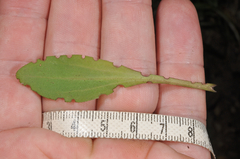 Gentianella tenuifolia