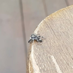 Ocrisiona melancholica