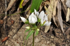 Gentianella tenuifolia
