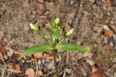 Gentianella tenuifolia