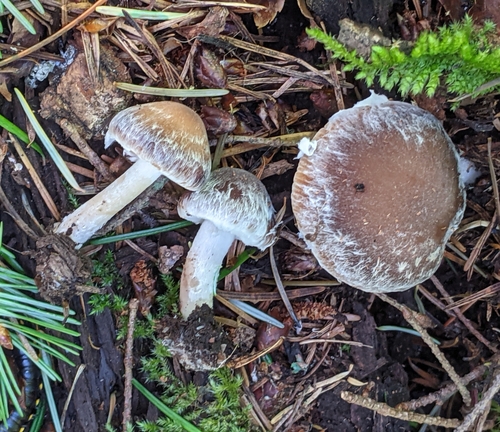 Psathyrella piluliformis — (c) Sharon Squazzo, some rights reserved (CC BY)