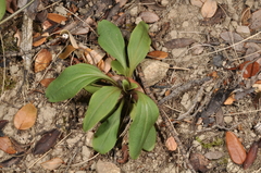 Gentianella tenuifolia