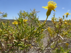 Senecio subulatus erectus