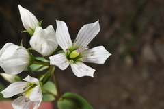 Gentianella tenuifolia