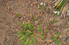 Gentianella tenuifolia