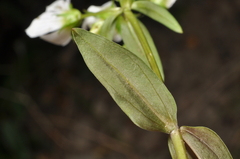 Gentianella tenuifolia