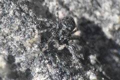Talavera minuta