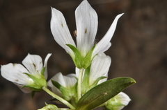 Gentianella tenuifolia