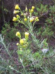 Senecio chiquianensis