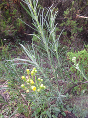 Senecio chiquianensis