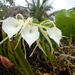 Brassavola grandiflora - Photo (c) Nicola Rammell, some rights reserved (CC BY-NC), uploaded by Nicola Rammell