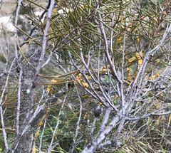 Hakea mitchellii