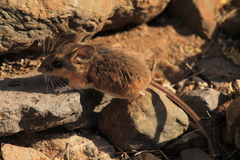 Peromyscus labecula