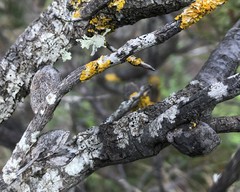 Hakea mitchellii