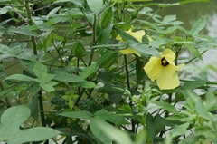 Abelmoschus moschatus