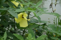 Abelmoschus moschatus