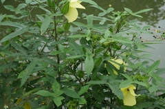 Abelmoschus moschatus