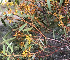 Eucalyptus leptophylla