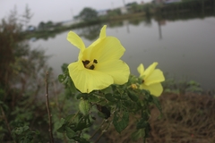 Abelmoschus moschatus