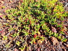 Mesembryanthemum longistylum