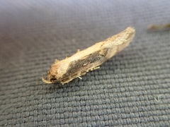 Atomotricha isogama